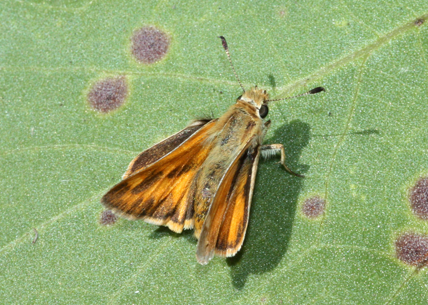 Woodland Skipper