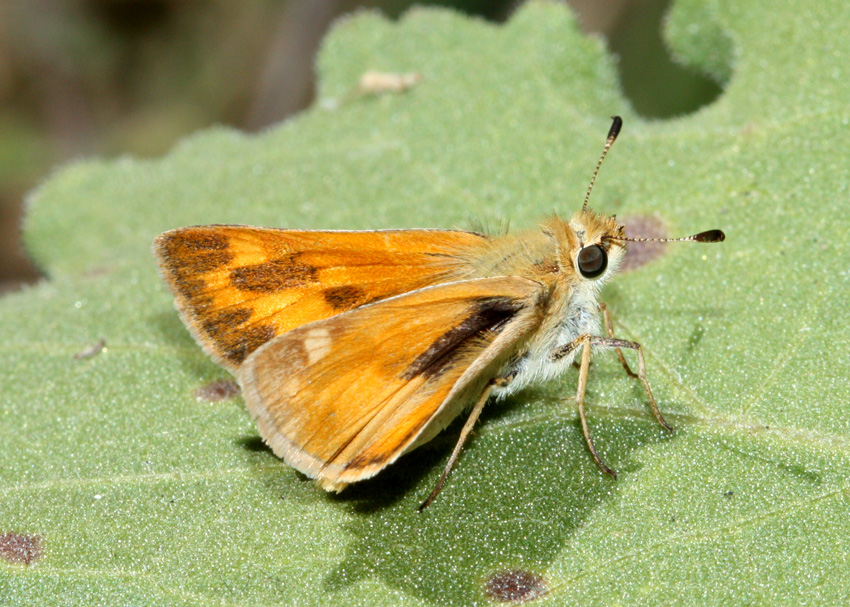 Woodland Skipper