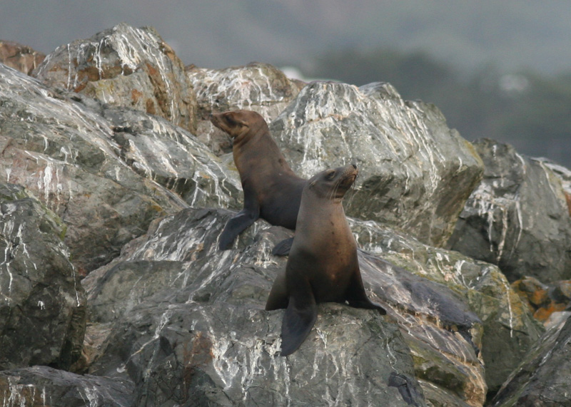 California Sea Lions