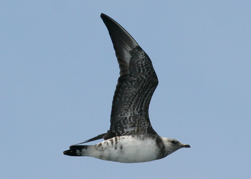 Long-tailed Jaeger