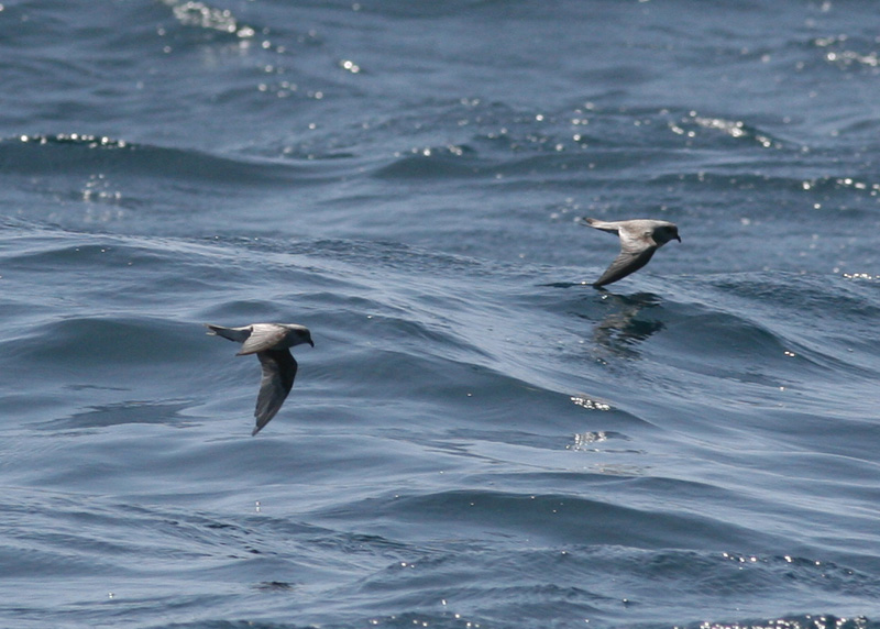 Fork-tailed Storm-Petrels