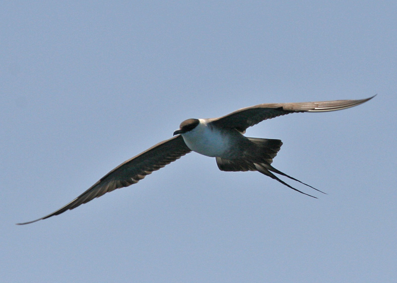 Long-tailed Jaeger