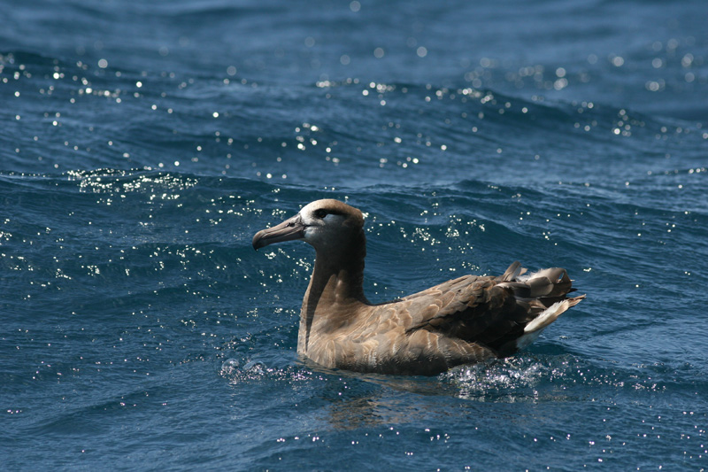 Black-footed Albatross