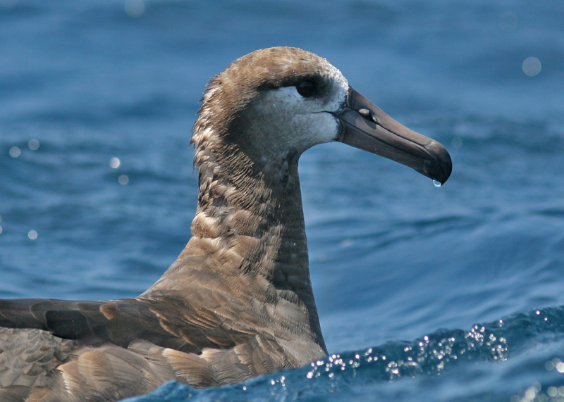 Black-footed Albatross