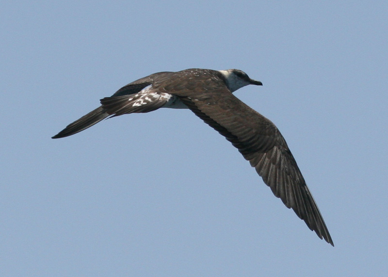 Long-tailed Jaeger