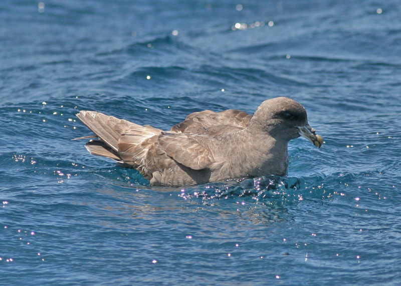 Northern Fulmar