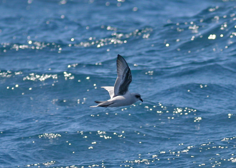 Fork-tailed Storm-Petrel