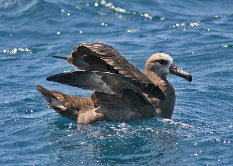 Black-footed Albatross