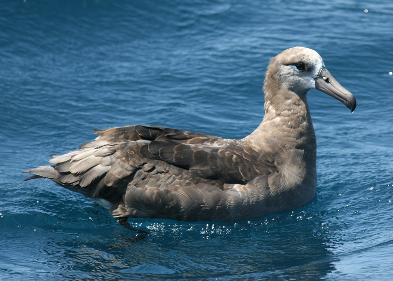 Black-footed Albatross