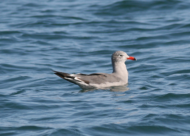 Heermann's Gull