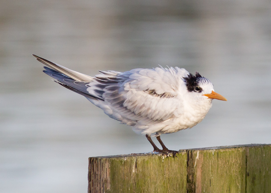 Elegant Tern