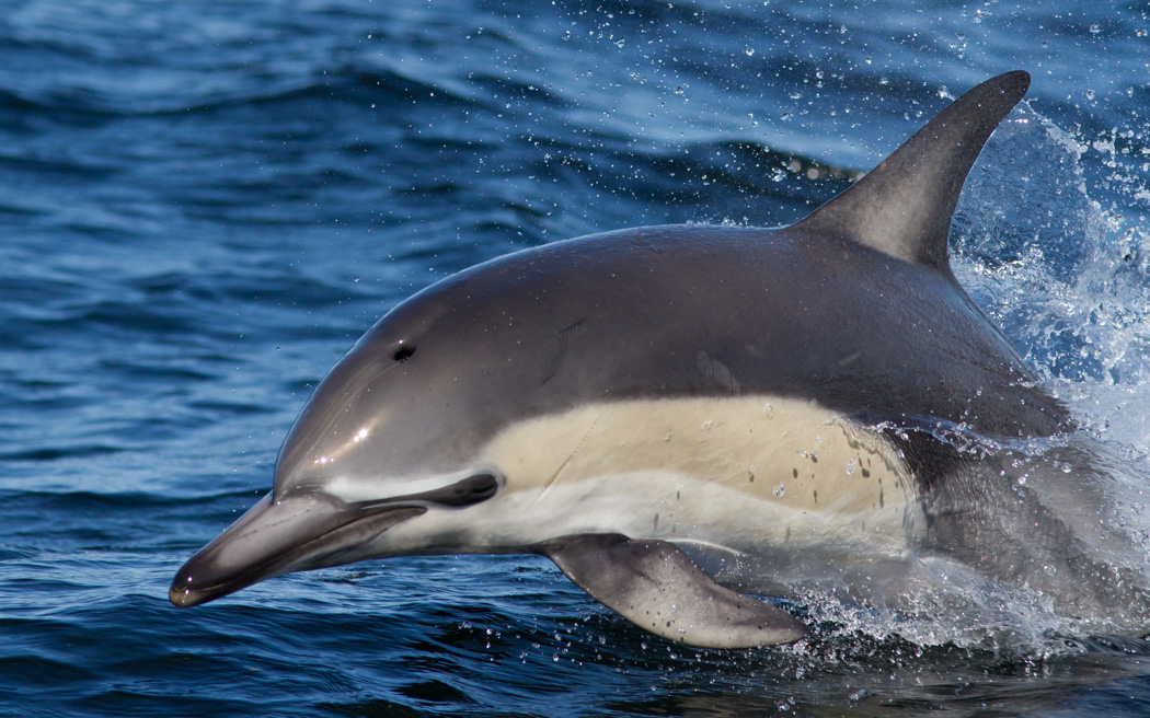 Short-beaked Common Dolphin