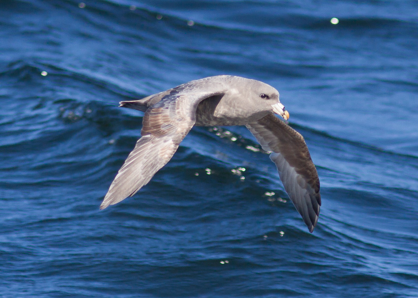 Northern Fulmar