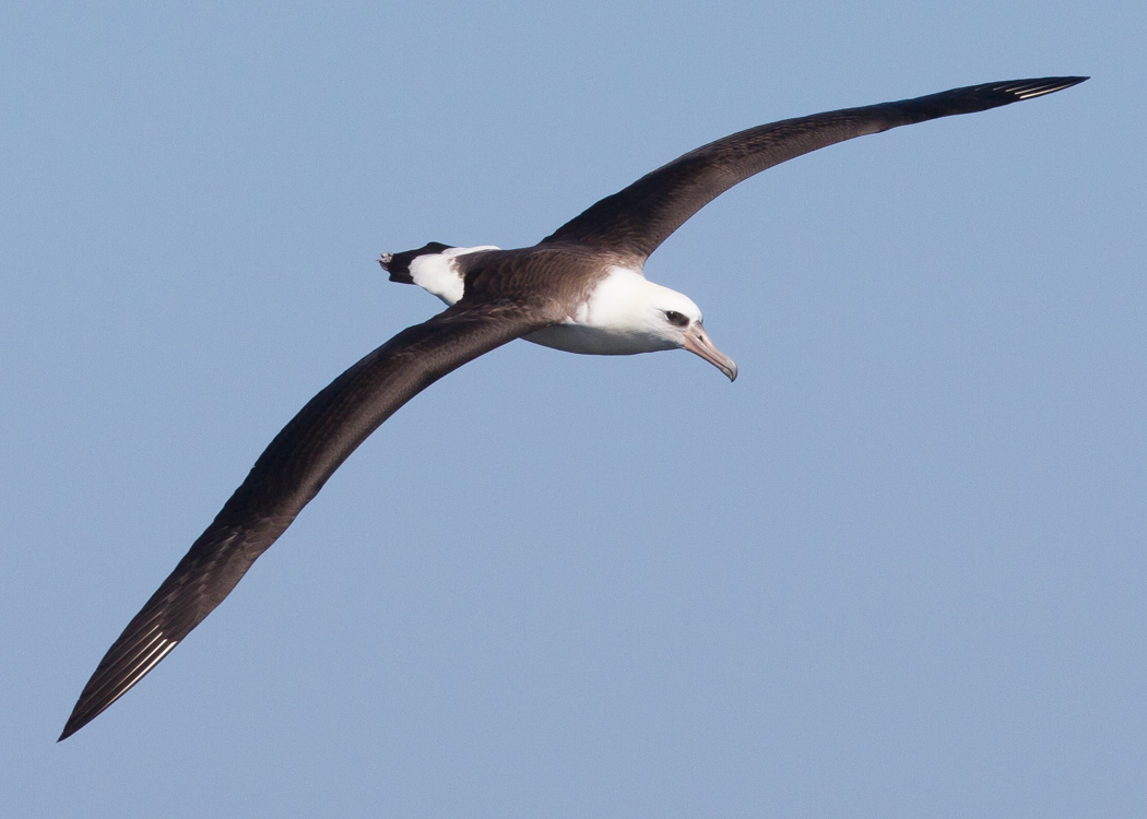 Laysan Albatross