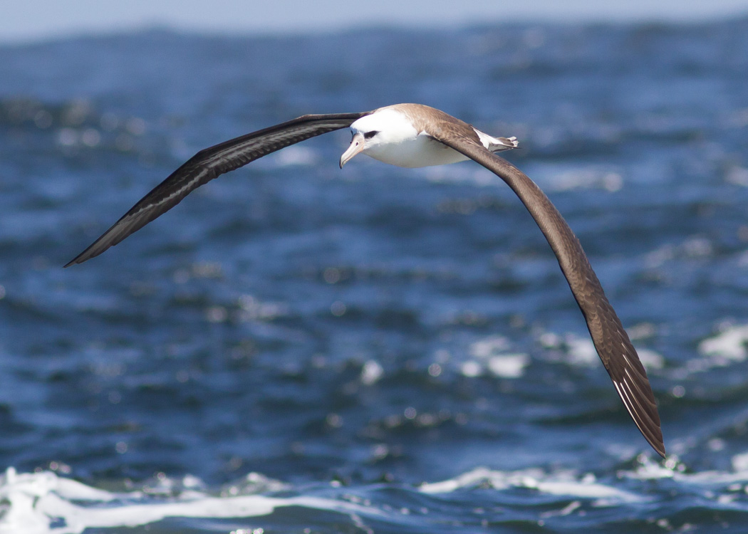 Laysan Albatross