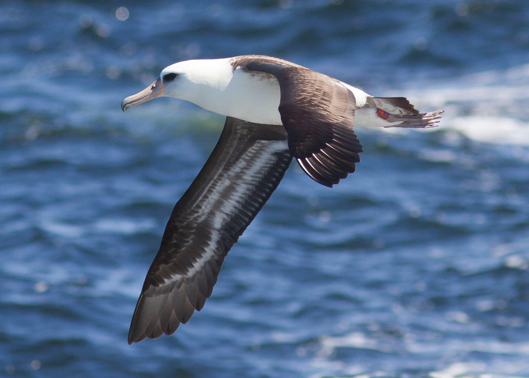 Laysan Albatross