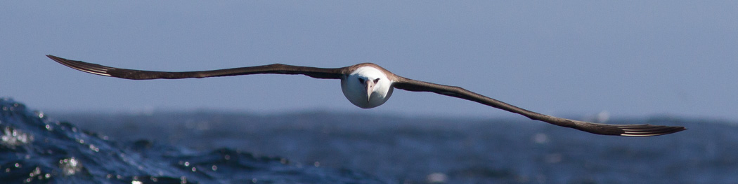 Laysan Albatross