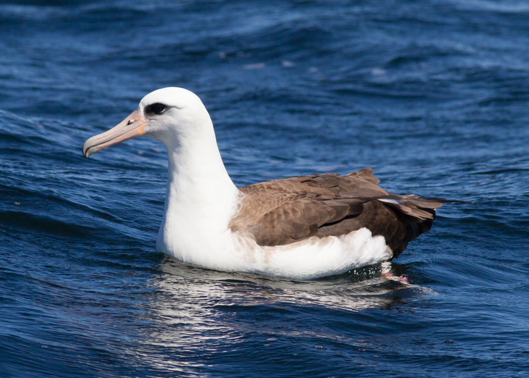 Laysan Albatross