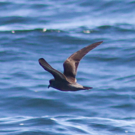 Ashy Storm-Petrel