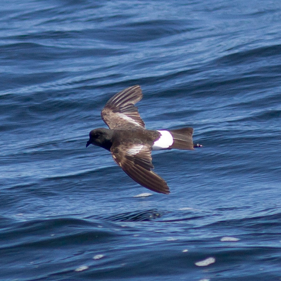 Wilson's Storm-Petrel