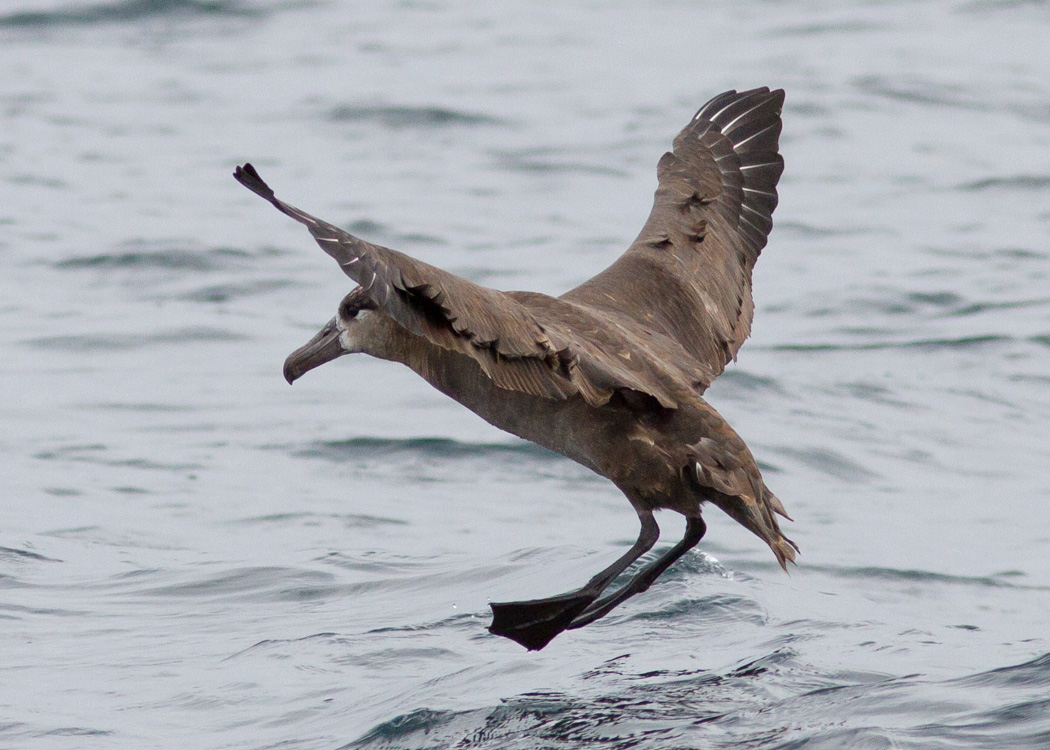 Black-footed Albatross