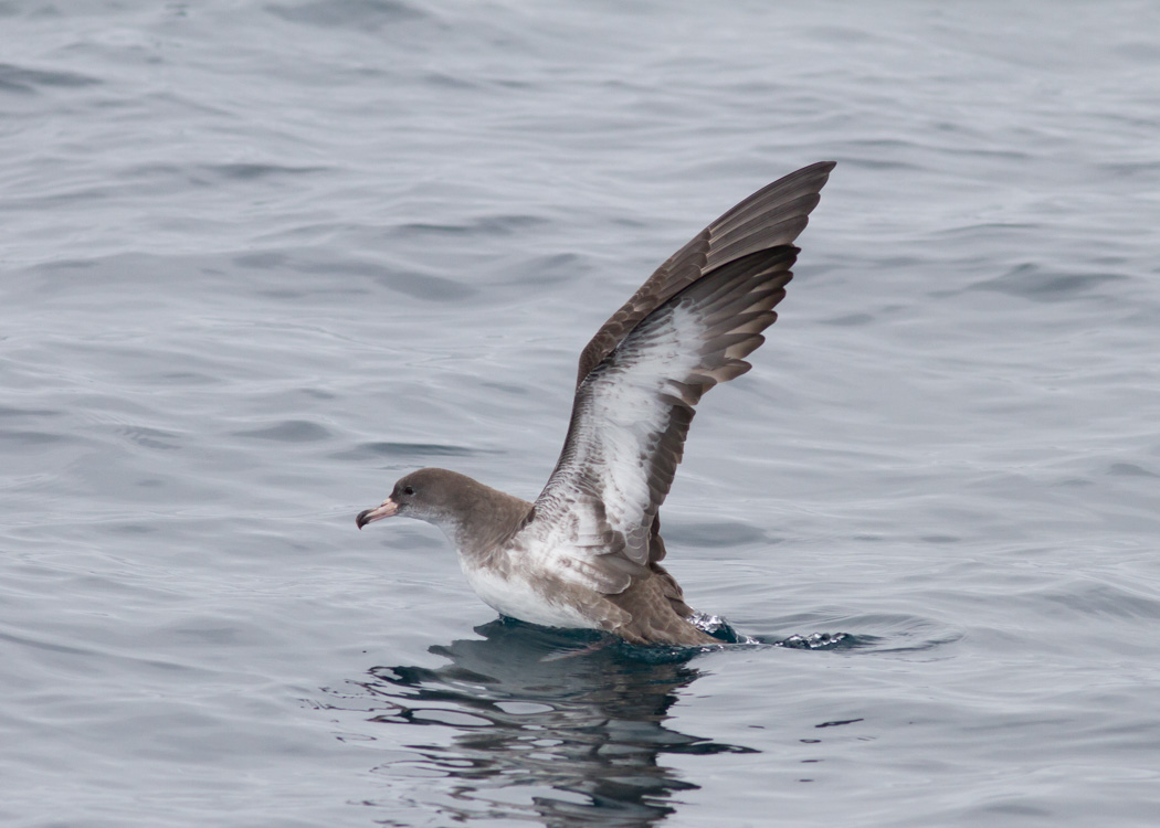 Pink-footed Shearwater