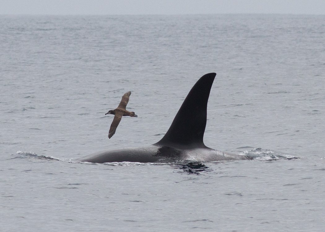 Orca and Black-footed Albatross