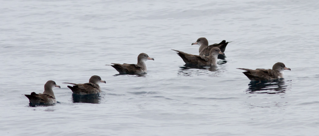 Pink-footed Shearwaters