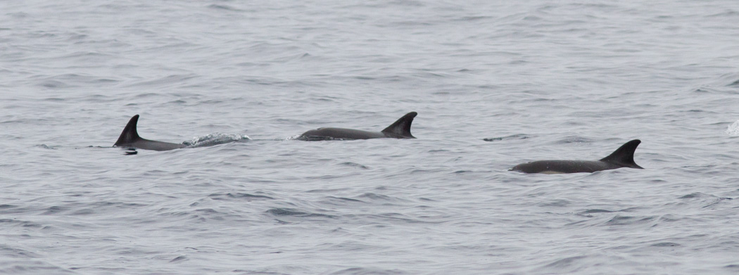 Short-beaked Common Dolphins