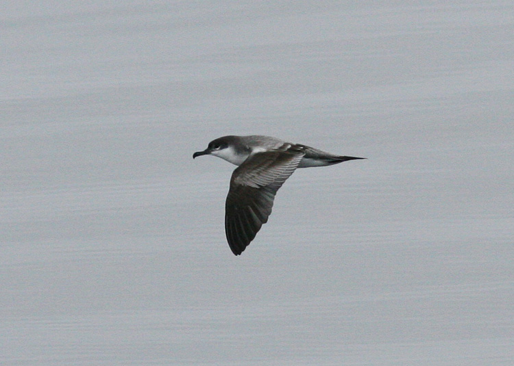 Buller's Shearwater
