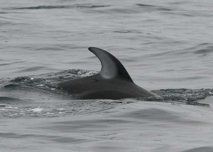 pacific white sided dolphin pictures