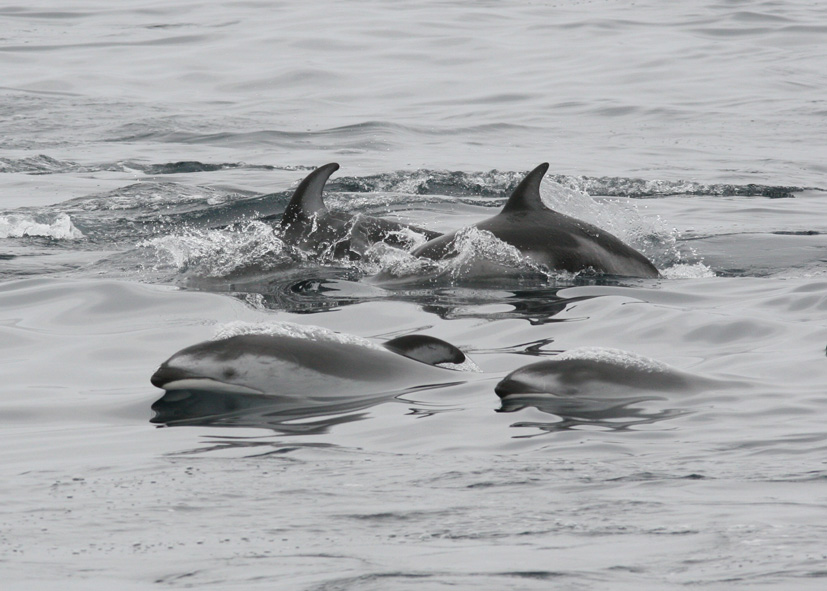 pacific white sided dolphin pictures