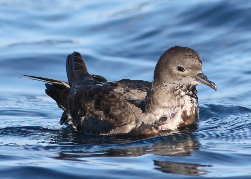 Short-tailed Shearwater