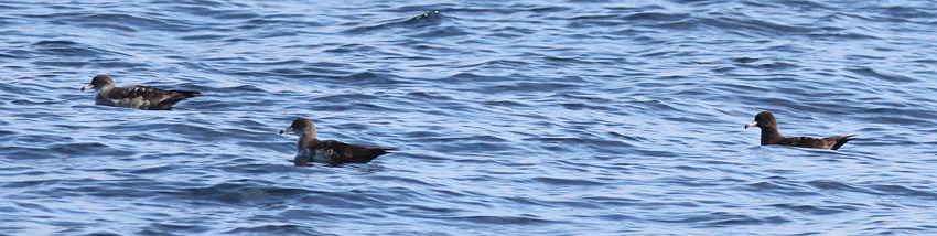 Flesh-footed Shearwater with Pink-footed Shearwaters