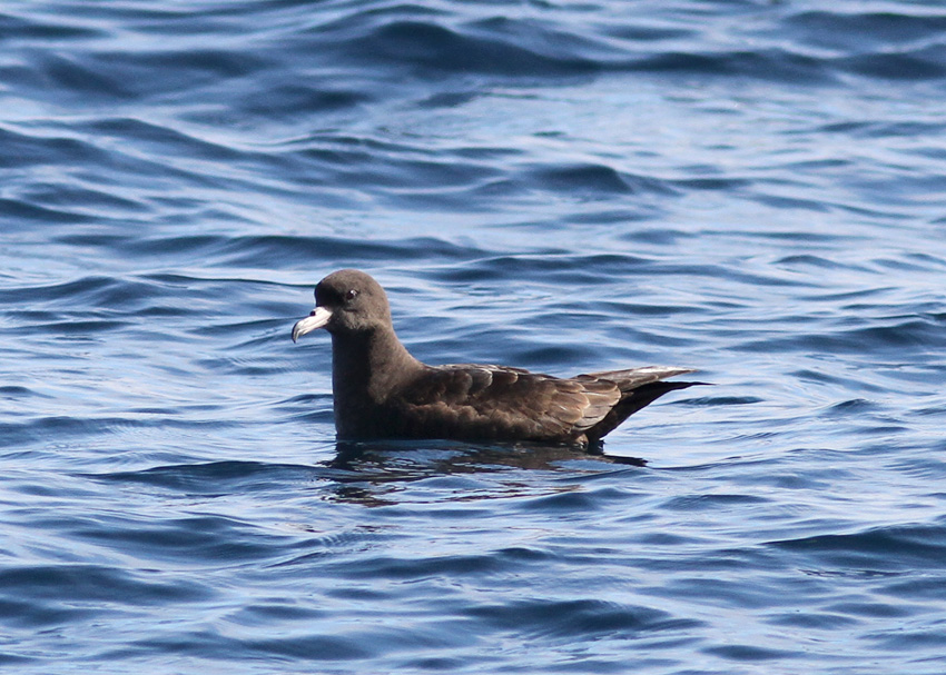 Flesh-footed Shearwater