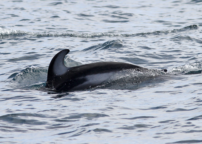 Pacific White-sided Dolphin