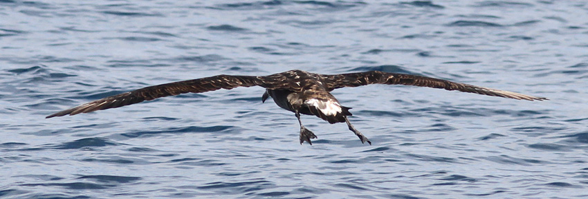 Black-footed Albatross