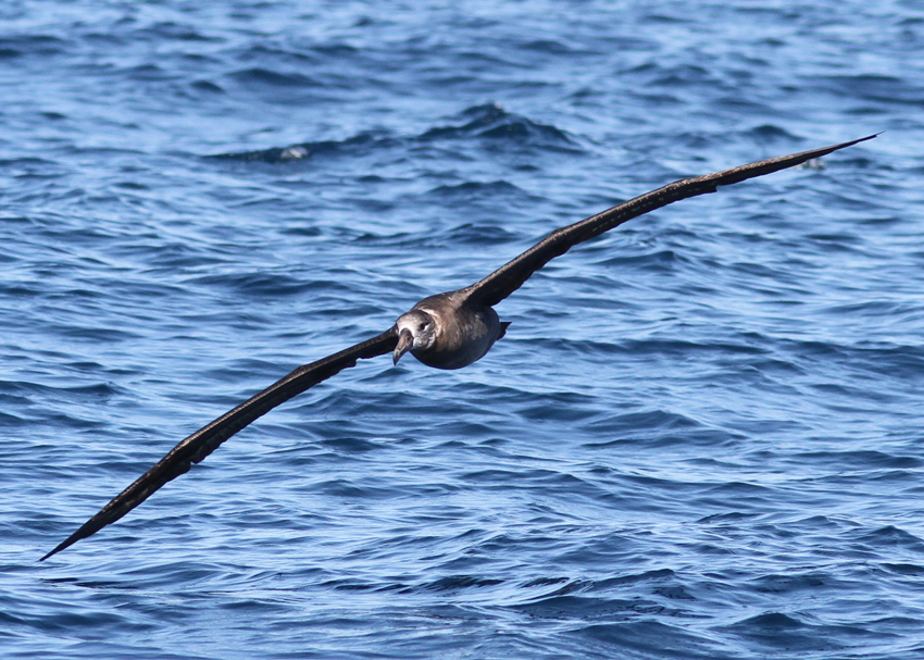 Black-footed Albatross