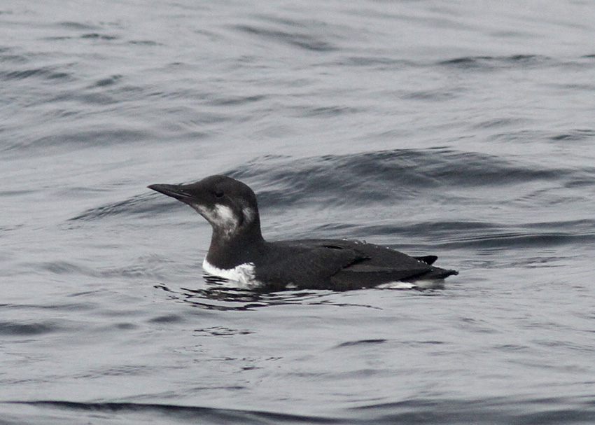 Common Murre