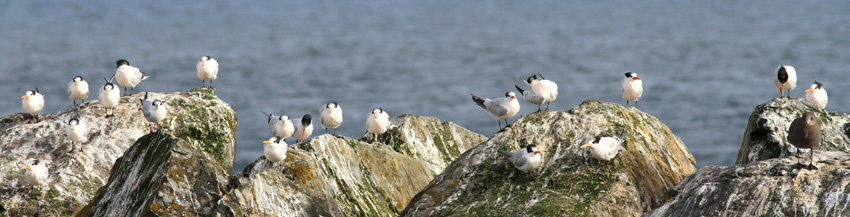 Elegant Terns