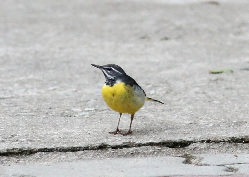 Gray Wagtail