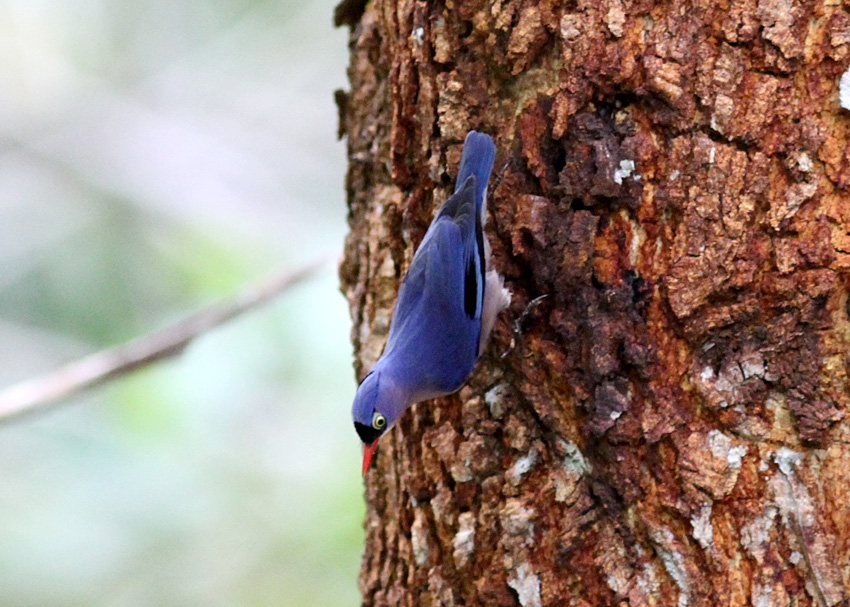 Velvet-fronted Nuthatch
