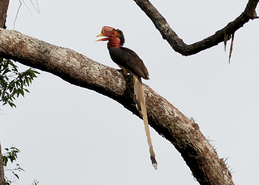 Helmeted Hornbill