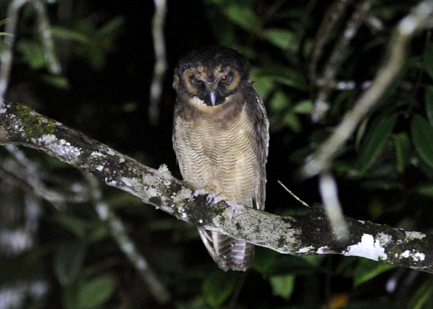 Brown Wood-Owl