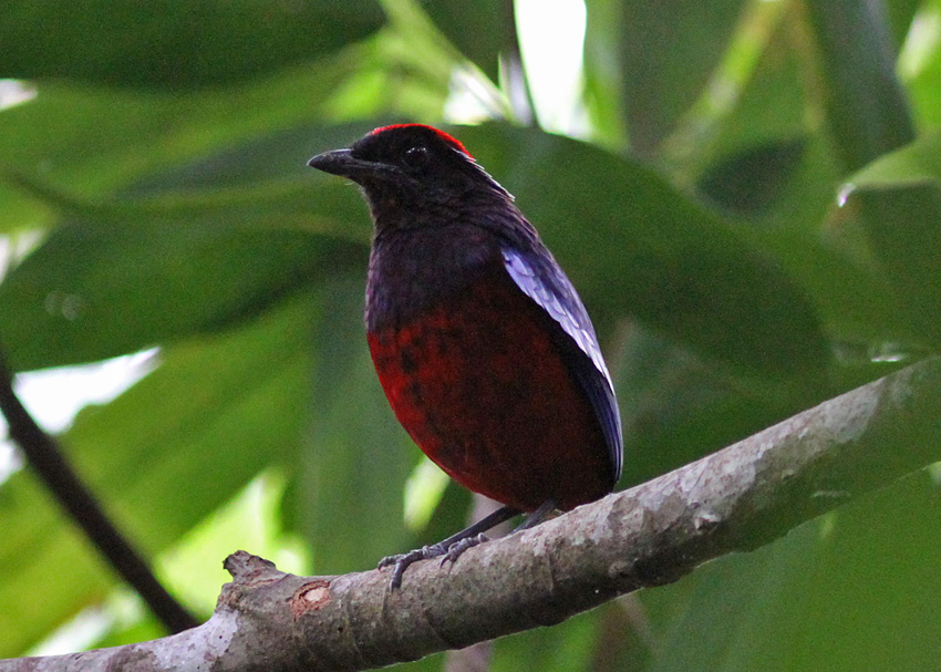 Garnet Pitta