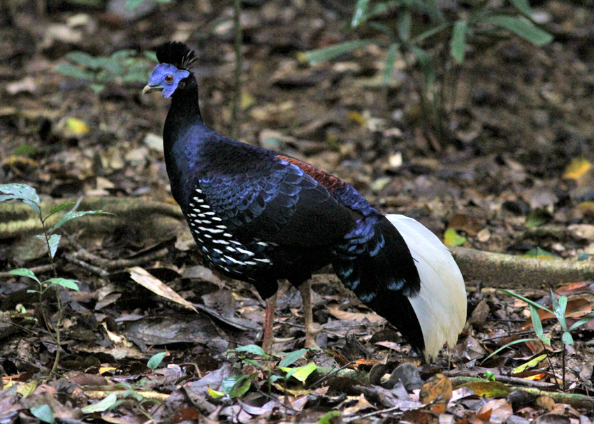 Crested Fireback