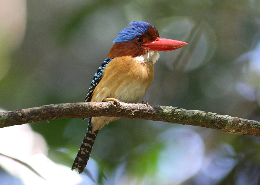 Banded Kingfisher