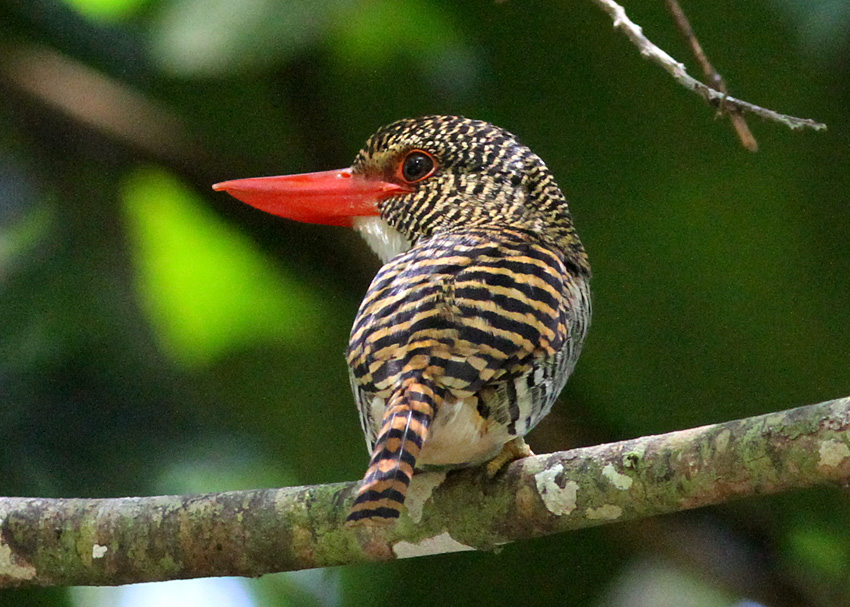 Banded Kingfisher