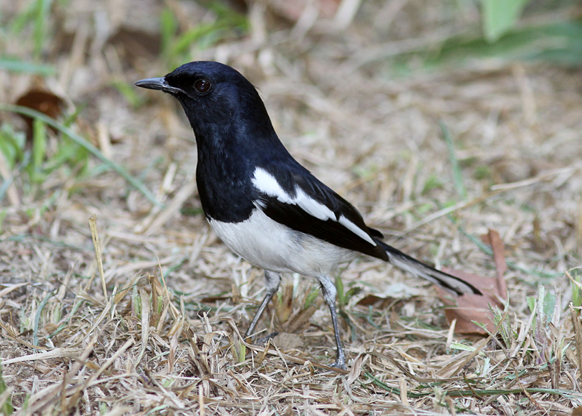 Oriental Magpie-Robin