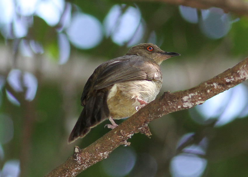 Red-eyed Bulbul